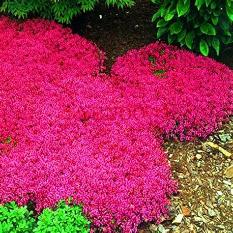 The Magic Carpet Creeping Thyme Ground Cover: Thriving in Various Garden Designs